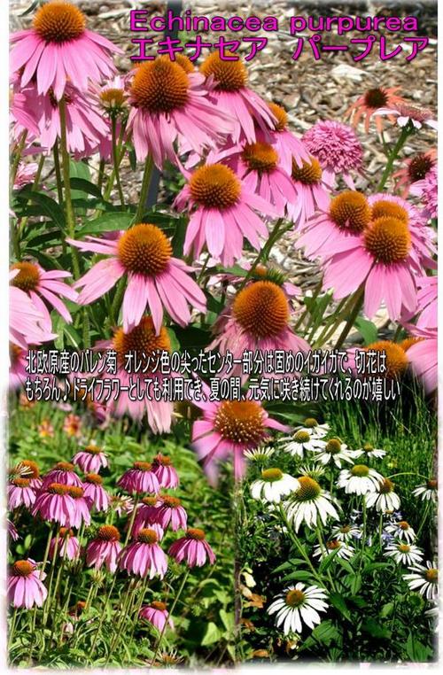 エキナセア プルプレア ホワイト 1鉢 Echinacea purpurea white