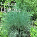 グラス苗 春苗 フェスツカ グラウカ エリジャブルー 1鉢 3～3.5号【お届け中】Festuca Elijah Blue 多年草 グラス シ…