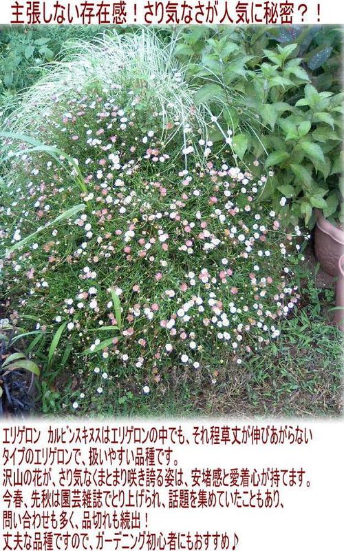 楽天市場 花苗 エリゲロン カルビンスキアヌス 6鉢セット 1鉢3号 お届け中 Erigeron Karvinskianus 春苗 花苗 宿根草 イングリッシュガーデン 苗 鉢植え 庭植え ガーデニング 花壇 ロックガーデン 白花 グランドカバー ハッピーガーデン みんなのレビュー 口コミ