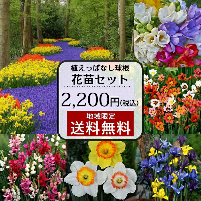 花苗セット 植えっぱなし芽出し球根苗 おまかせ合計6鉢セット 1ポット1〜4球植え【お届け中 地域限定送料無料】ムスカリ 原種チューリップ クロッカス アリウム ミニアイリス HappyGarden ハッピーガーデン ガーデニング【2023spr】 ハッピーガーデン