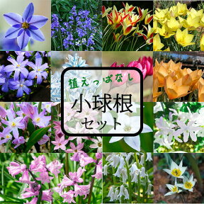 秋植え球根 new 毎年楽しめる 植えっぱなし 球根 お得な球根セット 7種類より選択 【お届け中 メール便でお届け 小球根 全国どこでも送料無料】原種チューリップ ムスカリ 球根 花の球根 冬植え球根 野放し 秋植え