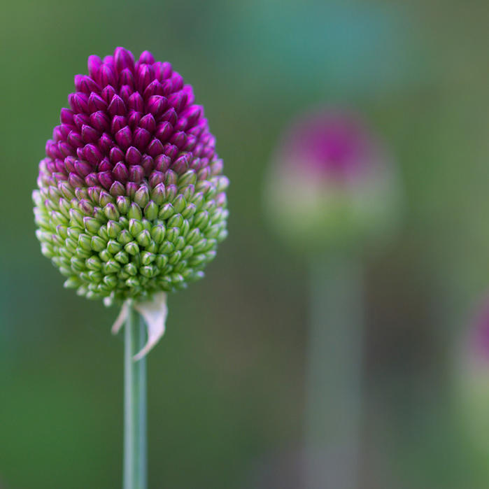 芽出し球根苗 春 植えっぱなし アリウム スファロセファラム 丹頂 1鉢 3号 3芽以上【お届け中】Allium 花の球根 秋植え球根 冬 秋植え ガーデニング 庭植え 花壇 ハッピーガーデン 春