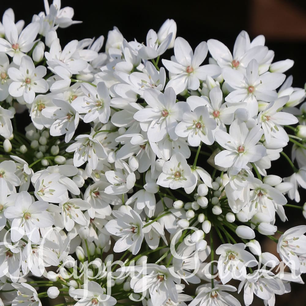 芽出し球根苗 春苗 植えっぱなし 球根 アリウム コワニー 1鉢 3号 3芽以上【お届け中】Allium Coigny アリウム Ornamental Onion 白花 球根 花の球根 秋植え球根 ガーデニング 寄せ植え 鉢植え 庭植え 秋植え 花壇 花苗 ハッピーガーデン