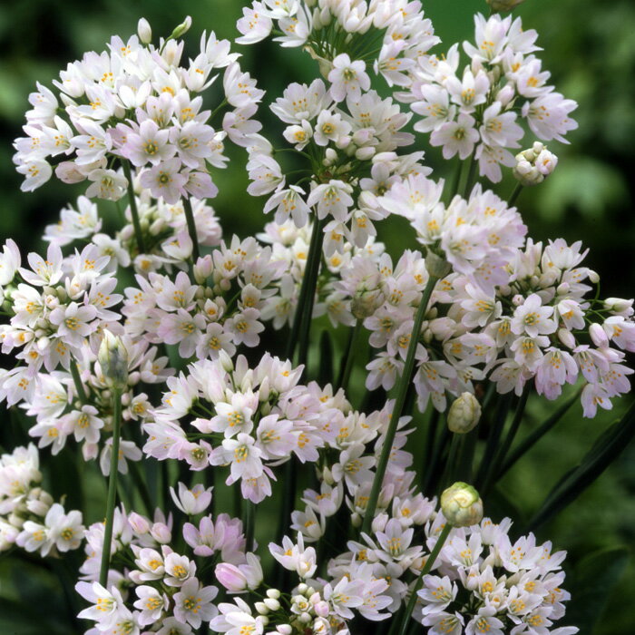 芽出し球根苗 春苗 植えっぱなし アリウム ロゼウム 1鉢 3号 3芽以上【お届け中】Allium roseumu ガーデニング 秋植え球根 球根 庭植え 花壇 イングリッシュガーデン ハッピーガーデンのサムネイル