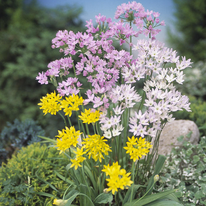 小球根 アリウム 混合 10球入 【お届け中】 allium 球根 セット 秋植え球根 鉢植え 庭植え 寄せ植え ガーデニング 花壇 メール便でお届け時間指定不可のサムネイル