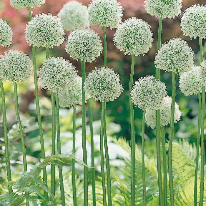 球根 秋植え球根 アリウム マウントエベレスト 1球セット【お届け中】Allium Mount Everest 大型アリウム Ornamental Onion 秋植え球根 ガーデニング 庭植え イングリッシュガーデン 庭植え 花壇 ガーデニング ガーデン 鉢植え【2023BU】【COM】のサムネイル