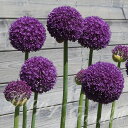 芽出し球根苗 春 植えっぱなし アリウム アンバサダー 1鉢 4号ロング 1球植え【お届け中】Allium Ambassador アリューム 紫花 秋植え 庭植え 花壇 ボーダーガーデン イングリッシュガーデン 苗 ガーデン 多年草 球根植物 草丈高 インパクト 秋 冬 ハッピーガーデン