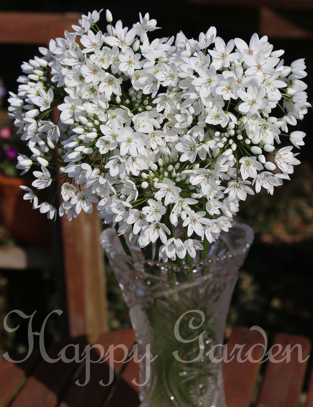 �����äѤʤ��庬 ���ꥦ�� ����ˡ� ���٤�5���10�奻�åȡڤ��Ϥ��� �᡼�����б� ��������̵����Allium Cowanii �������庬 ��� ¿ǯ�� ������ ���� ���󥰥�å��奬���ǥ� �� �� �ա�2025BU�ۡ�mail��