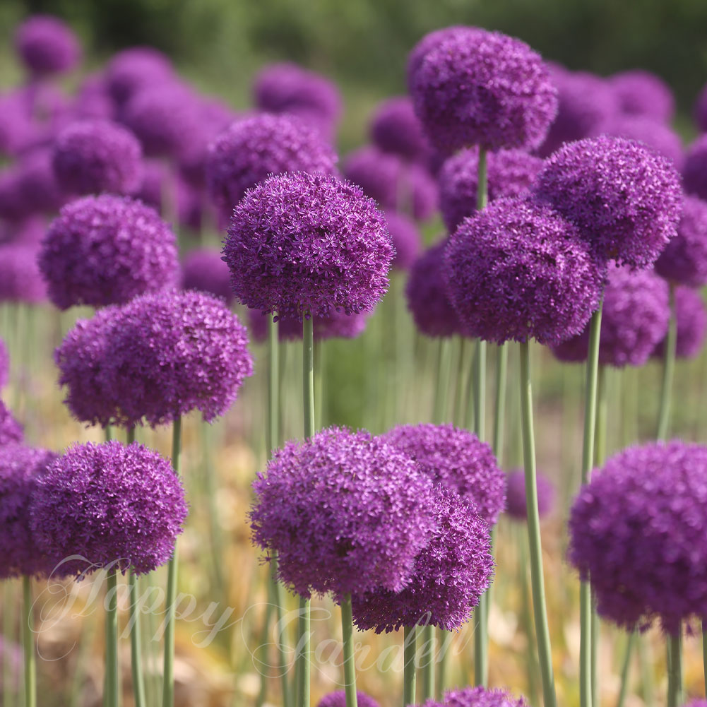 �����ʼ� �����äѤʤ��庬 ������ �淿������礭��ε� ���ꥦ�ࡡ�����꡼���󥻥������ �庬 1��ڤ��Ϥ��� �緿�庬 ���ۡ�Allium Early Se...