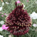 芽出し球根苗 春 植えっぱなし アリウム レッドモヒカン 1鉢 3号 1球植え【お届け中】Allium Redmohican ガーデニング Ornamental Onion 秋植え球根 庭植え 花壇 苗 ガーデン ハッピーガーデン