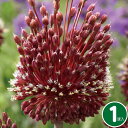 秋植え球根 中型球根 アリウム レッドモヒカン 1球 【お届...