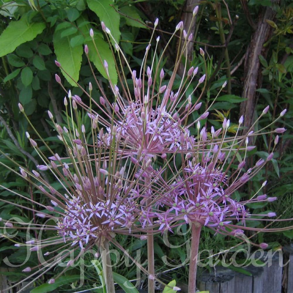 球根 植えっぱなし アリウム秋植え アリウム シューベルティー 2球セット【お届け中 中型球根】Allium schubertii 秋植え球根 Ornamental Onion シュベルティ 多年草 球根植物 花の球根 花壇 庭植え 鉢植え ガーデン ガーデニング 2022BU COMのサムネイル