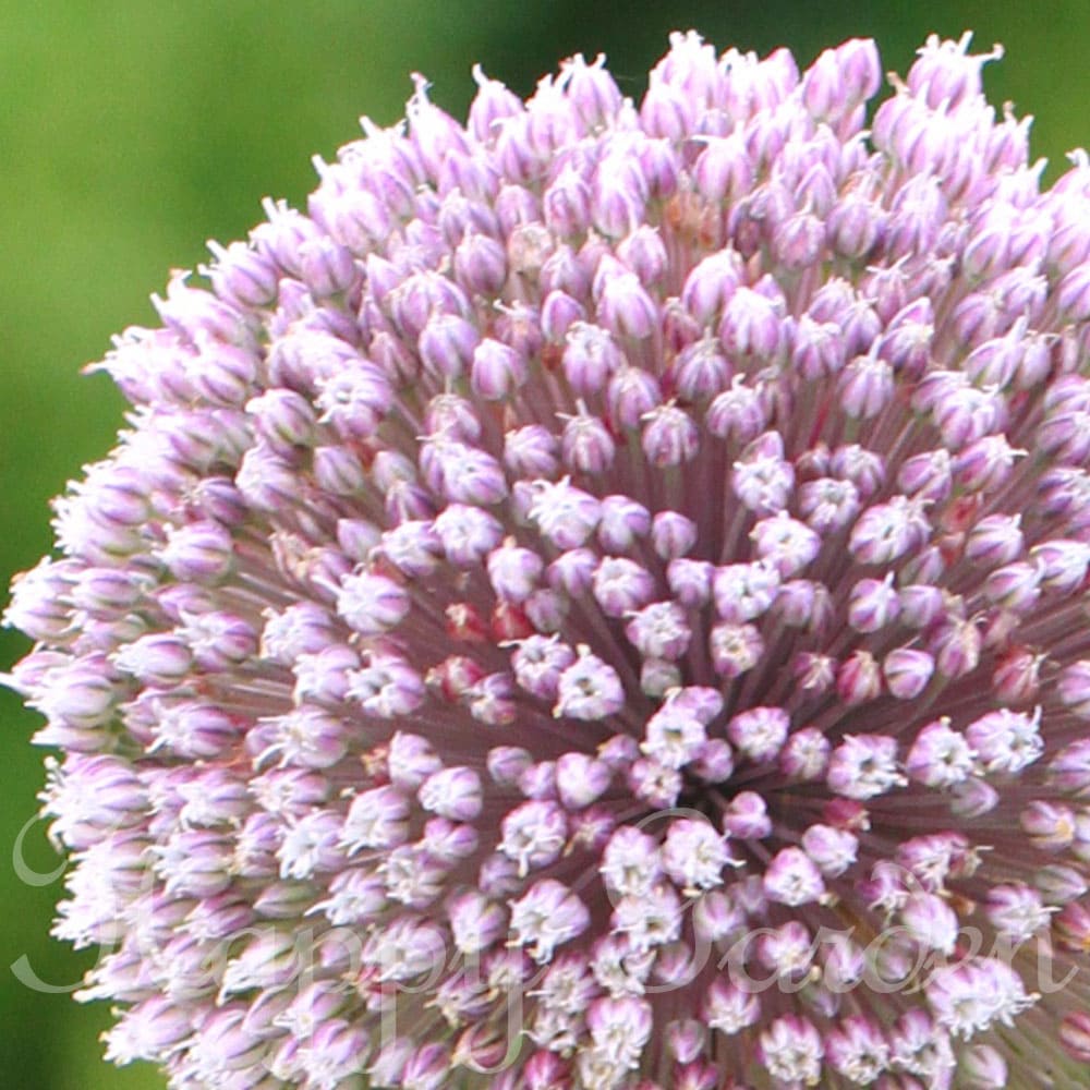 ��Ф��庬�� ���ꥦ�� ���ޡ��ɥ�� ���٤�1��5ȭ���å� 3����󥰡ڤ��Ϥ���ۡ�2025BU��