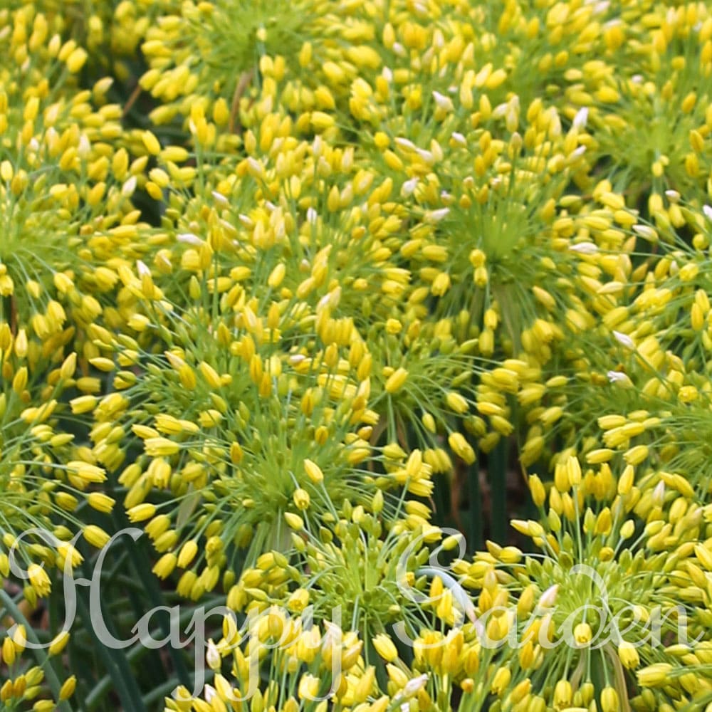 よく一緒に購入されている商品＼ポイント2倍／植えっぱなし球根 秋 アリウム499円～ 名称アリウム イエローファンタジー科属名ネギ科 / ネギ属（アリウム属）学名Allium性質多年草草丈約30〜40cm開花期春原産地ユーラシア、アフリカ北部、北アメリカ耐寒性強い耐暑性やや弱い植え場所水はけの良い場所。日なた水はけのよい砂質土壌で涼しく管理します 類似商品はこちら植えっぱなし球根 秋 花 アリウム シクラム 660円植えっぱなし球根 秋 花 原種チューリップ ル869円植えっぱなし球根 秋 原種チューリップ リジー550円植えっぱなし球根 秋 花 原種チューリップ フ550円＼ポイント2倍／植えっぱなし球根 秋 花 ムス499円植えっぱなし球根 秋 ムスカリ ホワイトパール499円＼ポイント2倍／植えっぱなし球根 秋 花 アリ499円～＼ポイント2倍／植えっぱなし球根 秋 ムスカリ499円～植えっぱなし球根 秋 花 原種チューリップ リ869円新着商品はこちら2026/10/24花木苗 秋苗 ブッドレア アルテルニフォリア 737円2026/10/22＼ポイント2倍／花苗 秋 冬 ビオラ FP イ638円2026/10/22＼ポイント2倍／花苗 秋 冬 パンジー わらく638円再販商品はこちら2026/10/24花苗 春 冬 秋 デルフィニウム マジックファ495円～2026/10/24花苗 秋 多年草 宿根草 花 モクビャッコ 木572円2026/10/24植えっぱなし球根 秋 花 原種系 水仙 カンタ583円2026/10/23 更新