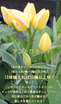 球根 枝咲き チューリップ アントワネット 10球 セット【お届け中】黄花 Tulip antoinette 秋植え 球根 花球根 ガーデニング 庭植え 鉢植え【コンパクト便】