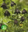 球根 黒百合 クロユリ 2球セット【お届け中 中型球根】Fritillaria verticillata var. thunbergii 秋植え球根 フリチラリア あみがさゆり 編笠百合 半蔓性多年草 植えっぱなし 野放し 庭植え 花壇 鉢植え 寄せ植え 秋 冬 ハッピーガーデン【2023BU】【COM】 1,000円