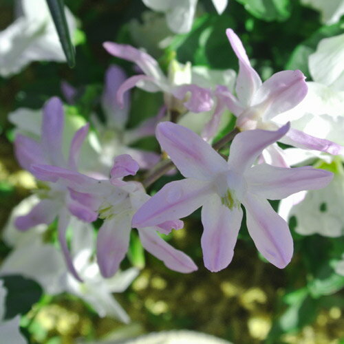 �����Υɥ��� �ԥ󥯥��㥤����� ��Ф��庬�� 3�忢�� 1ȭ 3�� ���֡ڤ��Ϥ����Chionodoxa Pink Giant �Ѵ����庬 �ԥ� �����äѤʤ�OK ȭ���� �Ͽ��� ���� �� �ϥåԡ������ǥ��2025BU��