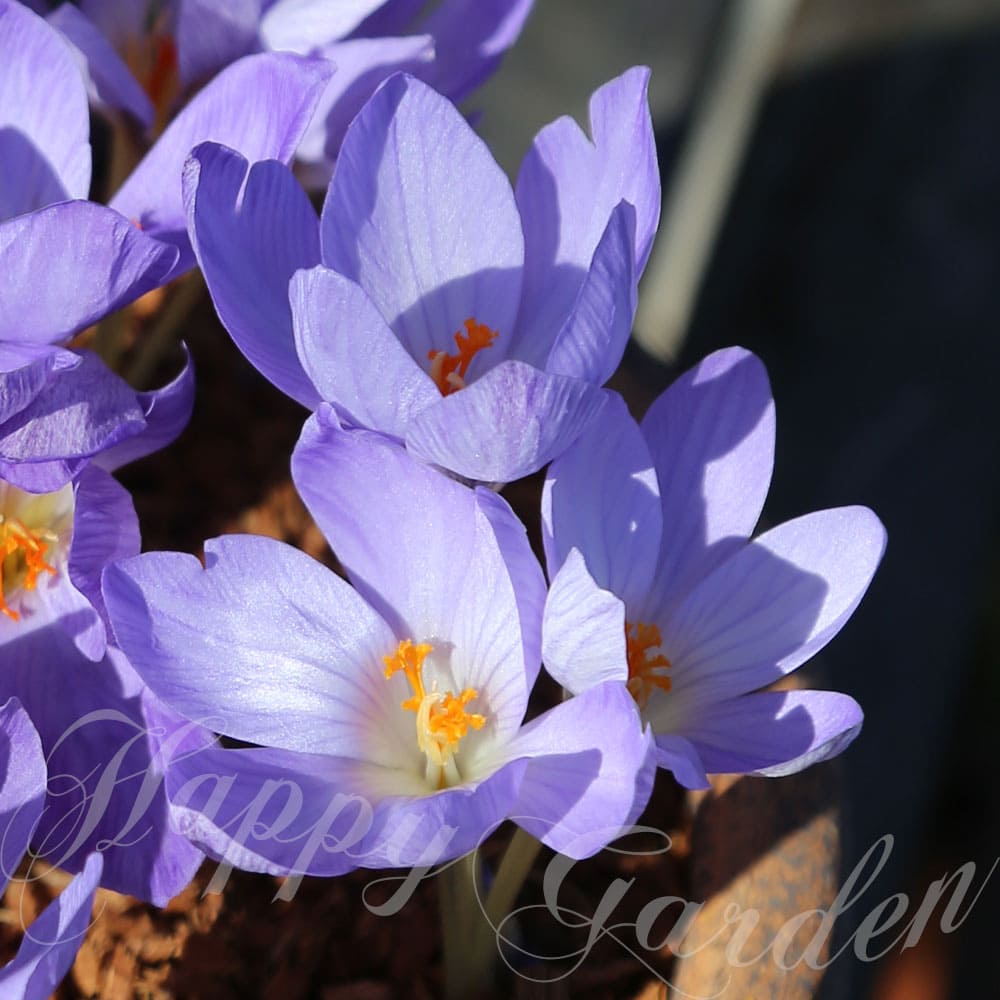 球根 秋咲き クロッカス スペシオサス コンカラー 8球セット【お届け中 中型球根】Crocus speciosus Conqueror 藤色 青花 秋植え 植えっぱなし ガーデニング 鉢植え 庭植え 夏植え 花壇 多年草 ハッピーガーデン【2023BU】【COM】のサムネイル