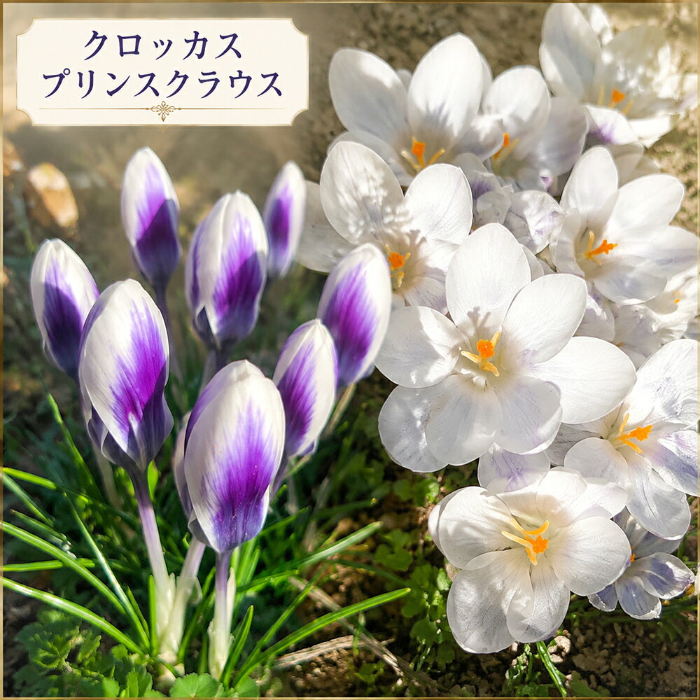 植えっぱなし球根 秋植え クロッカス プリンスクラウス 選べる 3球〜24球セット【先行予約 10月上旬〜お届け 小球根 メール便対応 　一部セットは全国どこでも送料無料】秋冬植え 花壇 多年草 ハッピーハッピーガーデン【2026BU】【mail】
