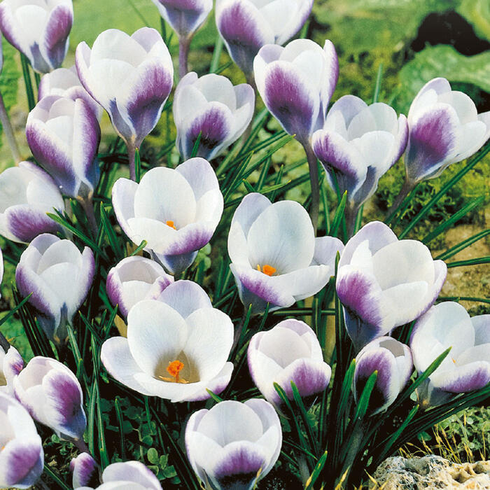 植えっぱなし球根 秋植え クロッカス プリンスクラウス 選べる5球~20球セット【お届け中 小球根 メール便対応 一部セットは全国どこでも送料無料】秋冬植え 花壇 多年草 【2025BU】【mail】