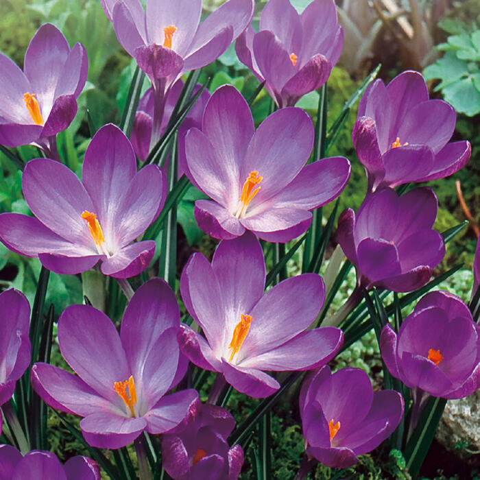 1000円ポッキリ送料無料 植えっぱなし球根 クロッカス ルビージャイアント 選べるセット 5球〜30球セット【先行予約 10月上旬〜お届け 一部セットは全国どこでも送料無料 小球根 メール便対応】【2025BU】