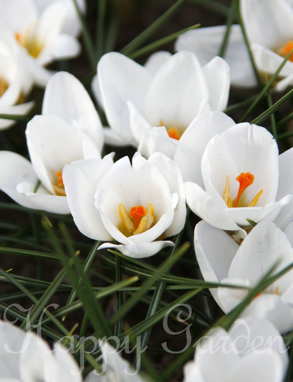 �������庬 ���餭�����ǥ󥯥��å��� ���ꥵ�󥵥� �����ɥ����󥯥�1�ݥåȡڤ��Ϥ��� �᡼���ؤǤ��Ϥ���GardenCrocus �����ǥ˥� ������ ȭ���� ������ ���� ���庬 2025BU