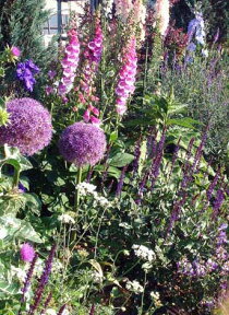 芽出し球根苗 春 植えっぱなし アリウム パープルセンセイション 1鉢 3号 1球植え【お届け中】Allium Purple Sencation 鉢植え 庭植え 寄せ植え 多年草 ガーデニング ガーデン 花壇 秋 冬 花苗 ハッピーガーデン