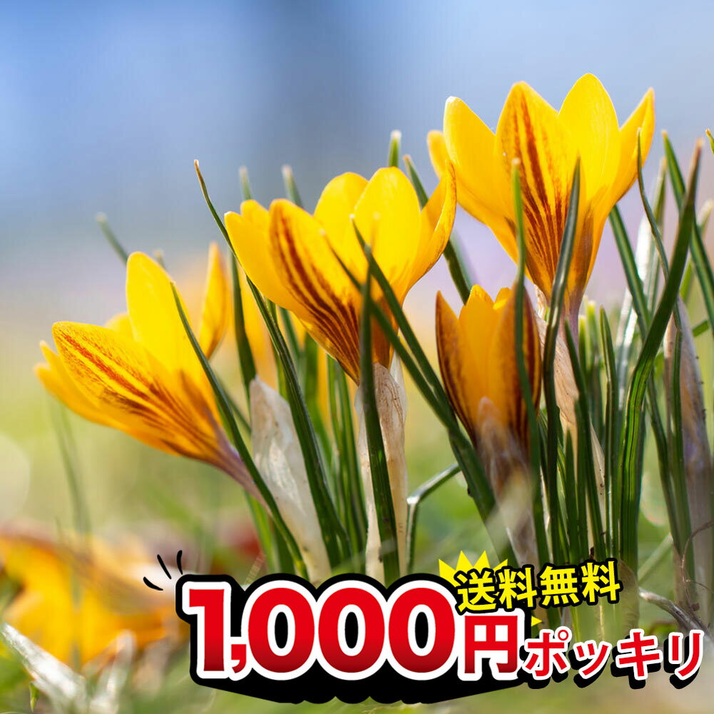 1000円ポッキリ 送料無料 クロッカス ジプシーガール 球根 13球【お届け中小球根　メール便でお届け】 黄花 花の球根 ガーデニング 庭植え 鉢植え 秋植え 花壇のサムネイル