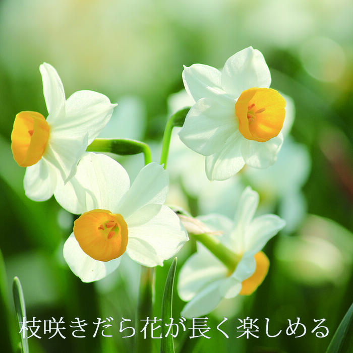 ��˧�᤬��������餭�ʼ���ܥ������� 1�忢�� 4.5����󥰡ڤ��Ϥ����Nippon Narcissus ���ο��� ¿ǯ�� �ߺ餭 ������ ȭ���� ����� �����ǥ˥� �Ѵ��� �� �ϥåԡ������ǥ� 2025BU