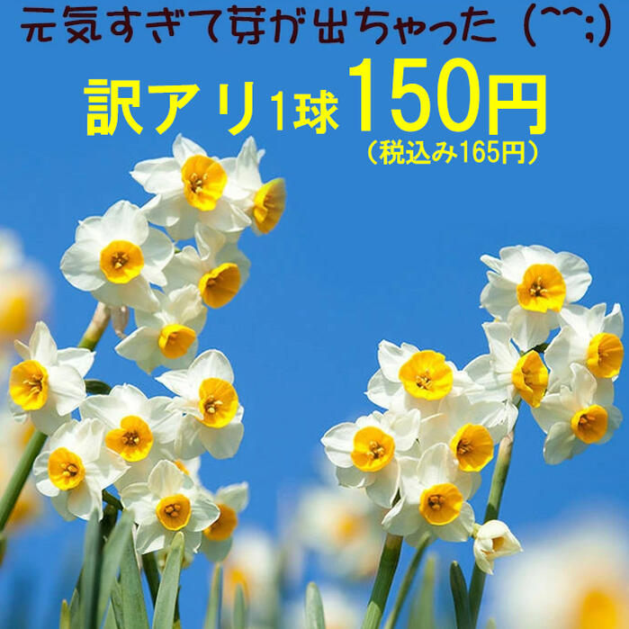 球根 スイセン 日本 水仙 ばら売り 球根 1球【お届け中 大型球根】Narcissus tazetta var. chinensis 水仙 すいせん 鉢植え 庭植え 冬咲き ガーデニング 耐寒性 多年草 水耕栽培 水栽培　早咲き 枝咲き