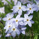 芽出し球根苗 イフェイオン 3鉢セット 3号 【お届け中】Ipheion 植えっぱなし球根 秋植え球根 多年草 青花 花の球根 アイフェイオン ハナニラ 花壇 庭植え 鉢植え 春苗 花苗 ハッピーガーデン 2023spr