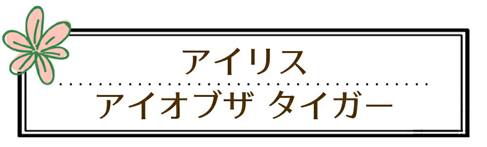 ����������Υ����������ͤǸ��������롿��Ф��庬�� �����ꥹ�������֥� �������� 3�忢�� ���٤�1��3ȭ���å� 3.5��ȭ�ڤ��Ϥ����Iris hollandica ��Eye of the Tiger�ǥɥ��ĥ���� �Գ� �� ȭ���� ���� ������ �ڤ�� �庬��ʪ ��� ¿ǯ���20256BU��