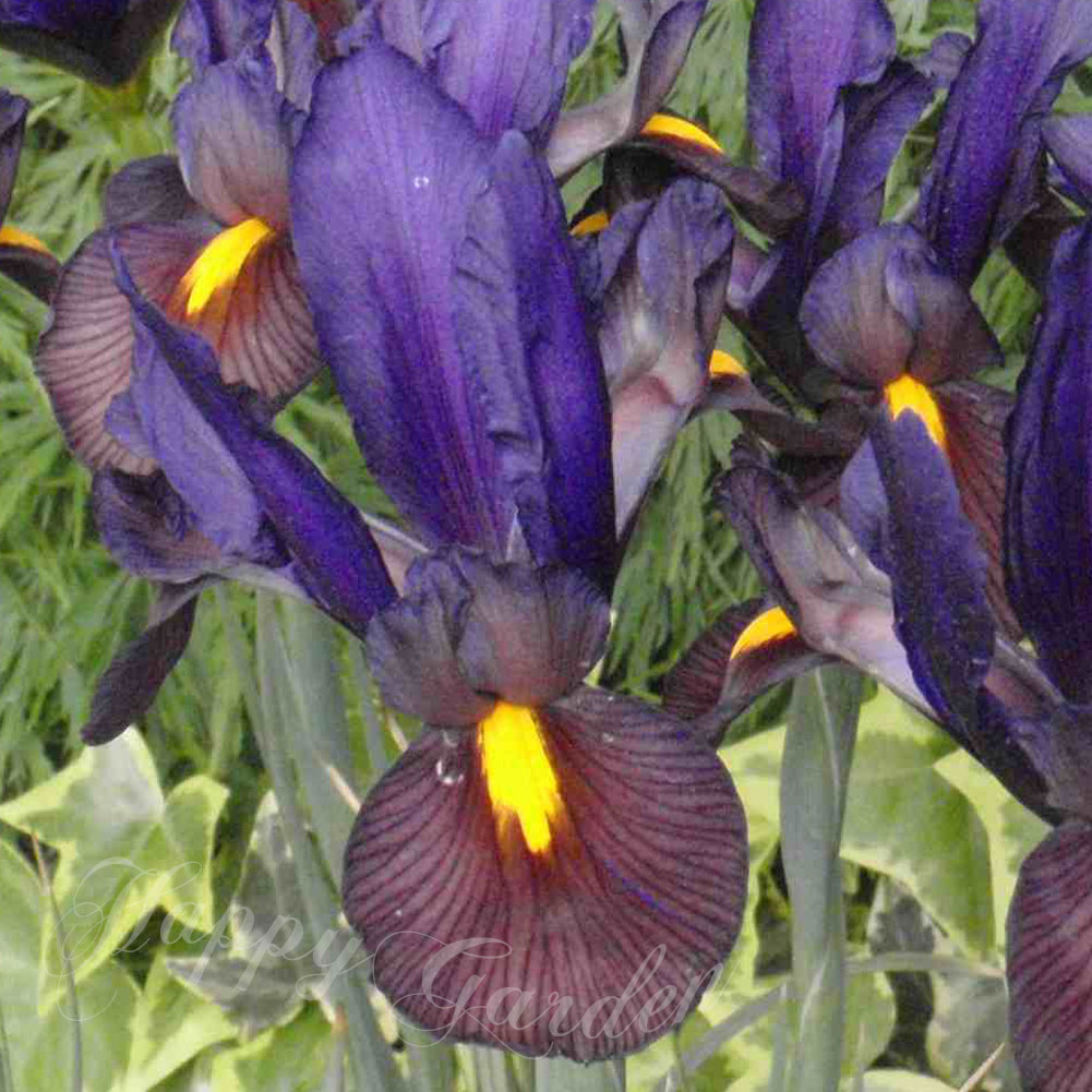 �庬 �� �����ꥹ �������֥� �������� 5������ ����������Υ����������ͤǸ��������롿�ڤ��Ϥ��� �᡼���ء�Iris hollandica ��Eye of ...