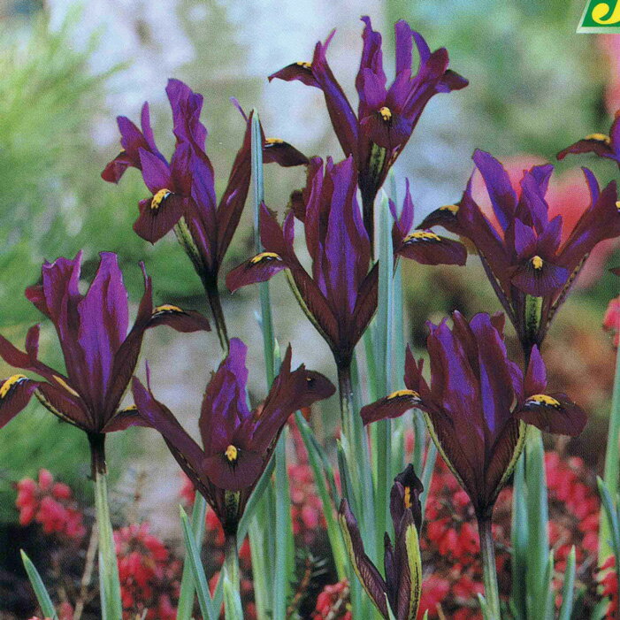 花苗 芽出し 球根 苗 花 ミニアイリス J.Sダイト 2〜3芽 1鉢 3.5号【お届け中】Iris reticulata J.S Di..