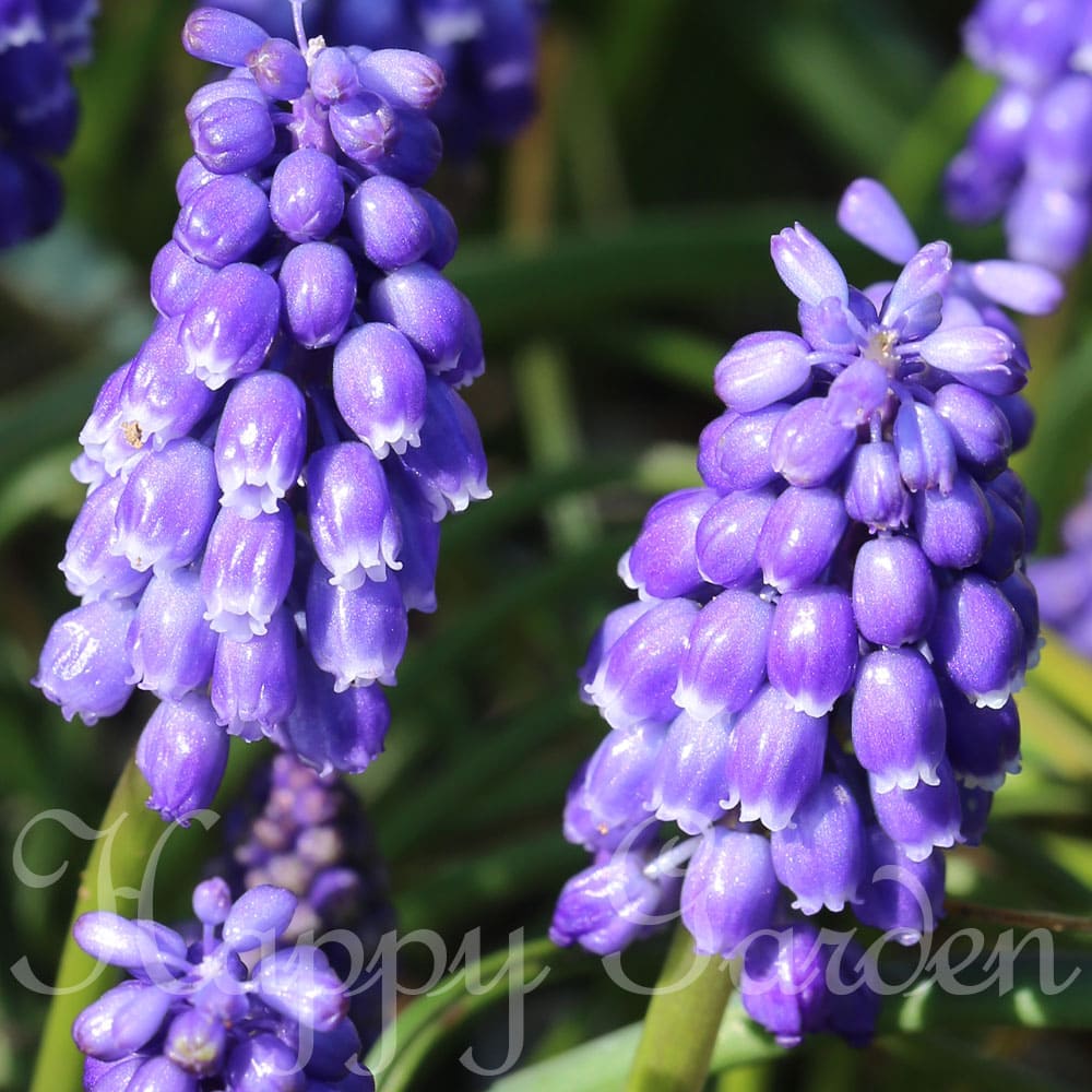 芽出し球根苗 ムスカリ ブルーダイヤモンド 1鉢 3号 【お届け中】Muscari Blue Diamond 植えっぱなし球根 野放し 庭植え 秋植え 花壇 ガーデニング 花苗 春苗 ハッピーガーデン 2023spr