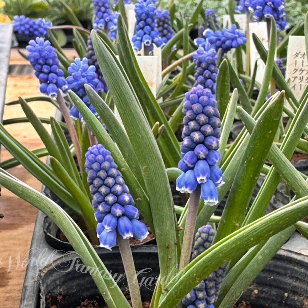 よく一緒に購入されている商品植えっぱなし球根 ムスカリ ラティフォリューム499円～球根 秋 花 ムスカリ ナイトアイズ 5球セッ550円植えっぱなし球根 秋 花 ムスカリ アクアマジ550円 学術名ムスカリ オーケリー ダークアイ Muscari Dark Eyes科/属名キジカクシ科（クサスギカズラ科） / ムスカリ属原産地中海沿岸地方、西アジア耐寒性強い耐暑性強い（夏期は休眠）タイプ多年草植物の特徴コンパクトでバランスの良い青色花,寄せ植え・ガーデニングに最適開花期早春〜春草丈 樹高約15〜20cm日照条件 植え場所日向用途庭植え、鉢植え、花壇、寄せ植え管理ポイント日当たりと水はけのよいところであれば場所は選びません。 類似商品はこちら植えっぱなし 球根 秋 花 バビアナ かぐや 499円植えっぱなし 球根 秋 花 バビアナ オドラー499円植えっぱなし 球根 秋 花 バビアナ 乙女 5550円植えっぱなし 球根 秋 花 バビアナ ホワイト499円植えっぱなし 球根 秋 花 バビアナ 有明 5499円植えっぱなし 球根 秋 花 バビアナ 春かすみ499円植えっぱなし 球根 秋 花 バビアナ ピグメア693円植えっぱなし 球根 秋 花 バビアナ 瑠璃風 499円植えっぱなし 球根 秋 花 バビアナ 紅紬　5499円新着商品はこちら2026/10/22花苗 秋 冬 ビオラ FP イエローブルーウィ638円2026/10/22花苗 秋 冬 パンジー わらく アンティークオ638円2026/10/22花苗 秋 冬 ビオラ ももか ふらの 3.5号638円再販商品はこちら2026/10/23花苗 秋 ガイラルディア グレープ センセーシ699円2026/10/23球根 花 アリウム ロージードリーム 3球セッ869円2026/10/22小球根　植えっぱなし 秋咲き オキザリス ゴー450円2026/10/22 更新