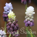 全国どこでも送料無料 植えっぱなし球根 ムスカリ グレープアイス 選べる3球〜5球セット【先行予約10月上旬〜お届け 小球根 メール便でお届け 一部セットは全国どこでも送料無料】花の球根 秋植え球根 秋植え 鉢植え 庭植え 花壇 ハッピーガーデン【2025BU】【mail】