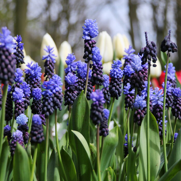 芽出し球根苗 春 植えっぱなし ムスカリ ラティフォリューム 1鉢 3号 3芽以上【お届け中】Muscari Latifolium 秋植え球根 球根 野放し 花の球根 秋 鉢植え 庭植え 秋 冬 ハッピーガーデン