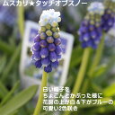 秋植え球根 ムスカリ タッチオブスノー 5球 球根 セット ...