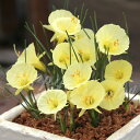 植えっぱなし球根 花 水仙 ジュリアジェーン 3球セット ライトイエロー 秋 冬植え 【先行予約10月~お届け 小型球根 メール便】Narcissus スイセン育てやすい 多年草 耐寒性球根 庭植え 鉢植え 花壇 お洒落 【2025BU】【mail】
