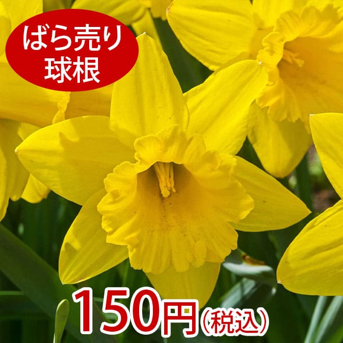 球根 ラッパ水仙 マリエケ ばら売り 球根1球入り【お届け中 中型球根】すいせん Narcissus 冬植え球根 鉢植え 庭植え 寄せ植え ガーデニング コンテナ 切り花 きゅうこん 2022BU COM