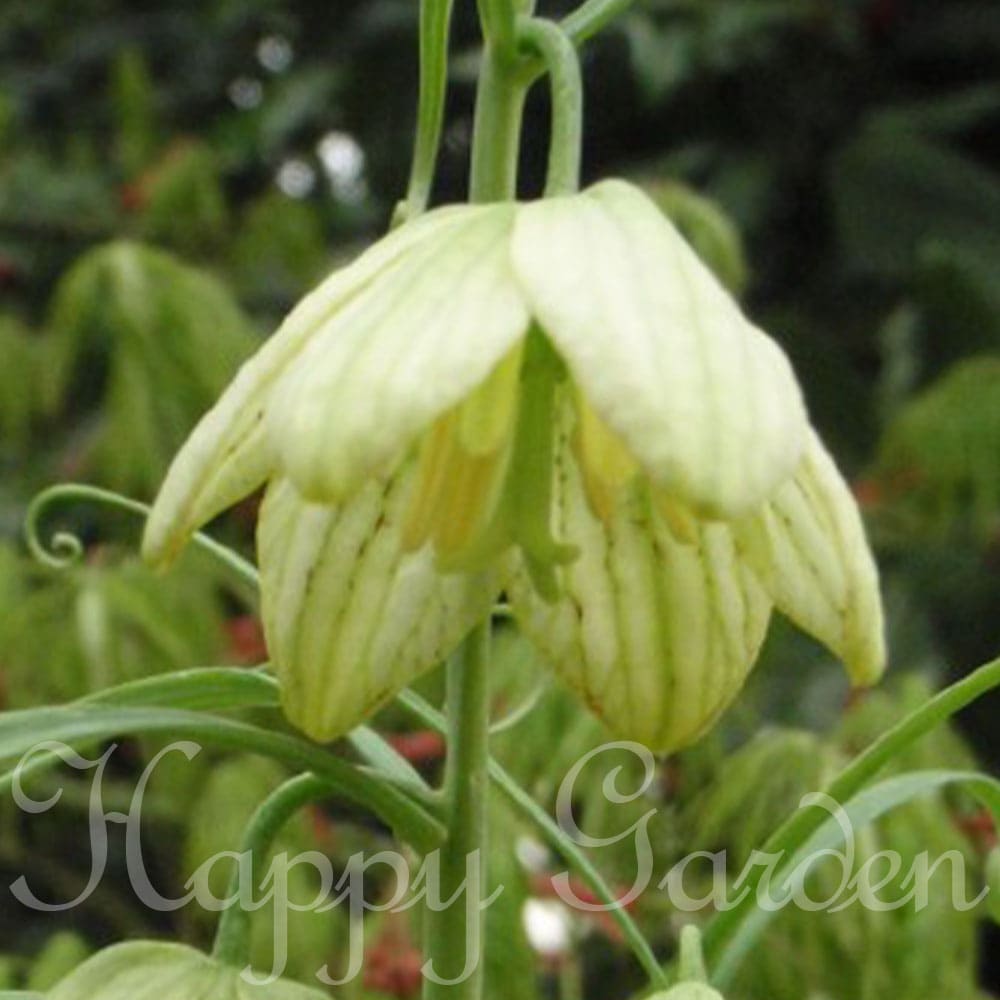 球根 貝母百合 バイモユリ 2球セット【お届け中 中型球根】Fritillaria verticillata var. thunbergii 秋植え球根 フリチラリア あみがさゆり 編笠百合 半蔓性多年草 【2023BU】【COM】のサムネイル