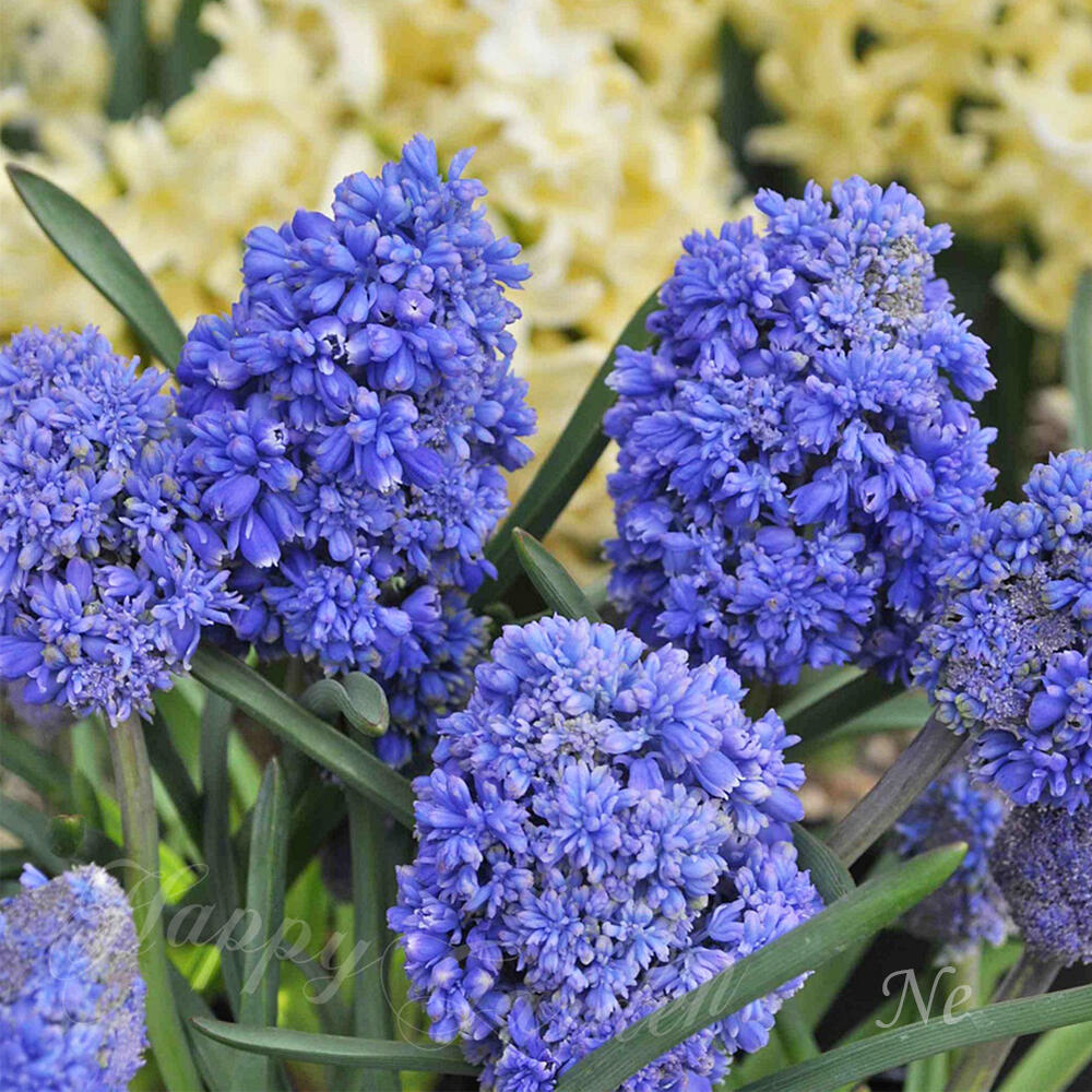 花 球根 ムスカリ ファンタジークリエーション 植えっぱなしで初心者向け 5球セット 【お届け中】 春植え 球根植物／グレープヒヤシンス Muscari Fantasy Creation｜ハッピーガーデン