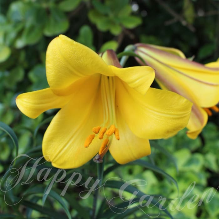 球根 オーレリアンハイブリッドリリー ユリ ゴールデンスプレンダー 1球【お届け中 大型球根】Lilium 'Golden Splendour' 黄花 百合 秋植え 多年草 鉢植え 地植え 花壇 切花 球根植物 秋植え球根 花の球根 ゆり ユリ 春 ハッピーガーデン2023BUのサムネイル