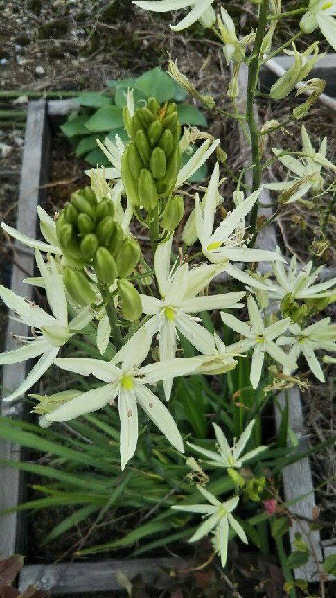 芽出し球根苗 春苗 植えっぱなし カマシア レイヒトリーニ アルバ 白花 1鉢 3.5号ロング 1球植え【お届け中】Camassia leichtlinii Alba 花の球根 ガーデニング ガーデン 苗 花壇 秋植え 鉢植え 庭植え 冬植え球根 多年草 ハッピーガーデン