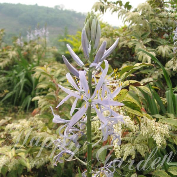 芽出し球根苗 春苗 植えっぱなし カマシア クシキ― 花 空色 1鉢 3.5号ロング 1球植え【お届け中】Camassia cusickii 花の球根 ガーデニング ガーデン 花壇 秋植え 鉢植え 庭植え 冬植え球根 多年草 秋 冬 春 青花 ハッピーガーデン