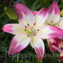 花苗 芽出し 球根 苗 花 すかし ユリ ロリポップ 2色咲き 花色紅白1球植え 1芽 4号ロングポット【お届け中】Lilium maculatum Thunb...