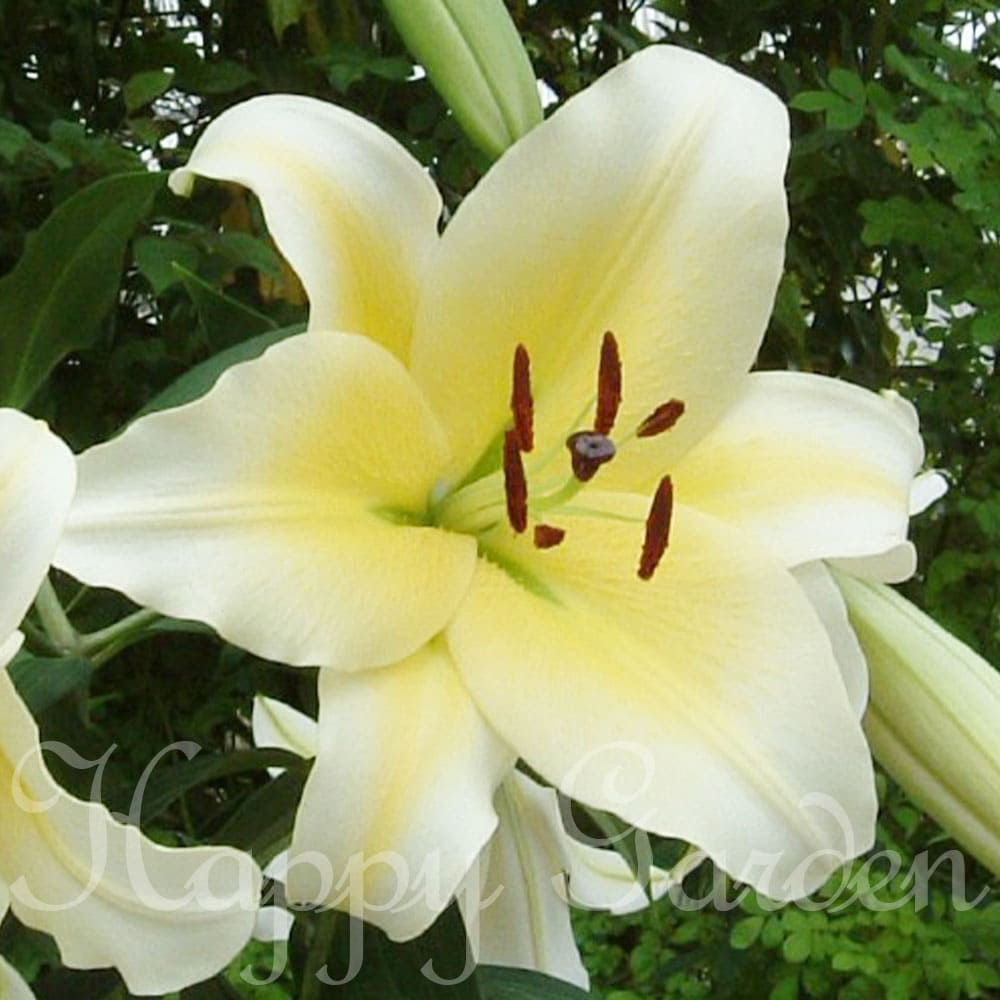 オリエンタルリリー イエローカサブランカ コンカドール 1鉢 1球植え 5号 芽出し球根 苗【お届け中】Lilium 植えっぱなし 多年草 鉢植え 地植え 花壇 切花 球根植物 秋植え球根 花の球根 ゆり ユリ 百合 リリー カサブランカ 春 ハッピーガーデンのサムネイル