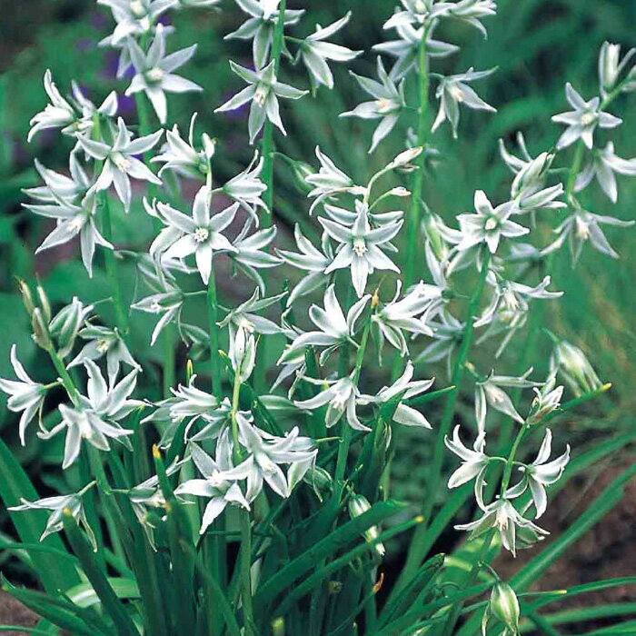 花苗 オーニソガラム ヌタンス 1鉢 3～3.5号 3芽以上 芽出し球根 苗【届け中】Ornithogalum nutans ヌータンス ガーデニング 植えっぱなし 鉢植え 庭植え ガーデン ガーデニング 春 ハッピーガーデンのサムネイル