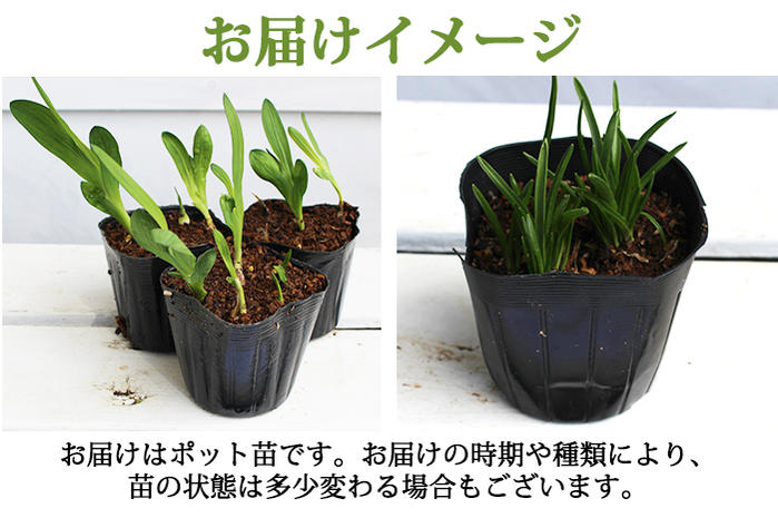 芽出し球根苗 春 春植え ガーデンアマリリス 色はおまかせ 1鉢 4号ロング 1球植えHippeastrum×hybridum 植えっぱなし 苗 豪華 大輪 耐寒性 多年草 イングリッシュガーデン ハッピーガーデン